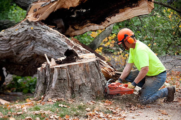 How Our Tree Care Process Works  in  Pacolet, SC