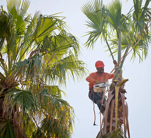 Trusted Pacolet, SC Tree Services Experts